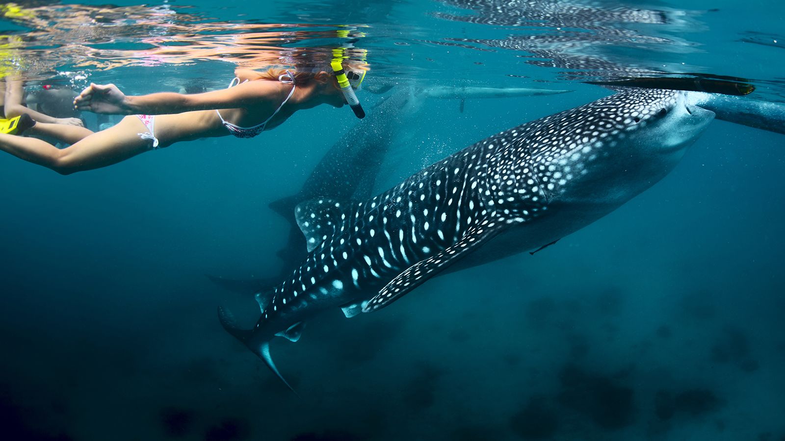 Whale Shark Watching and Snorkeling