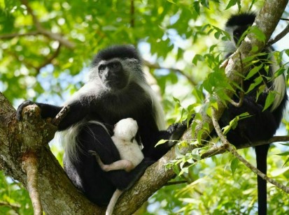 Primate Eco-Tours