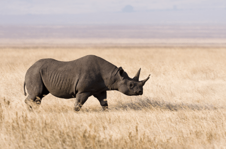 10th Rhino Death in Kenya Raises Yet More Questions