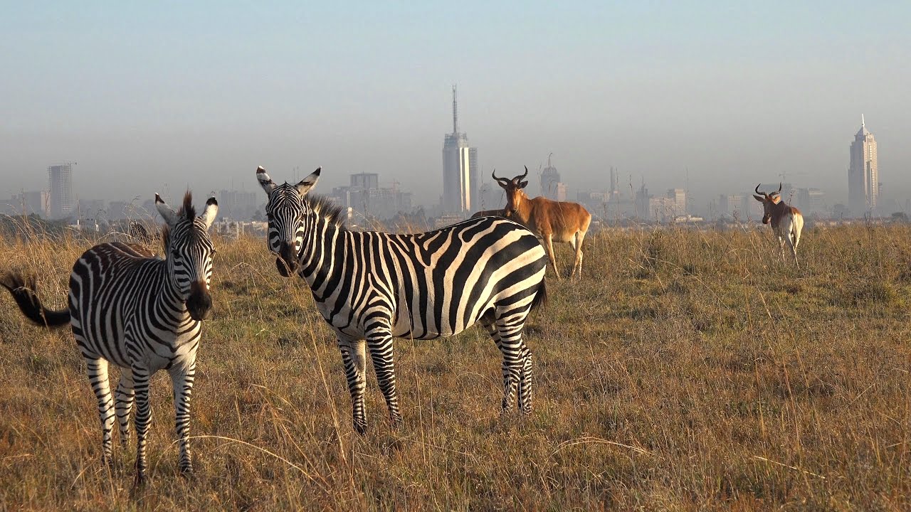 Call to Action! Nairobi National Park Management Plan