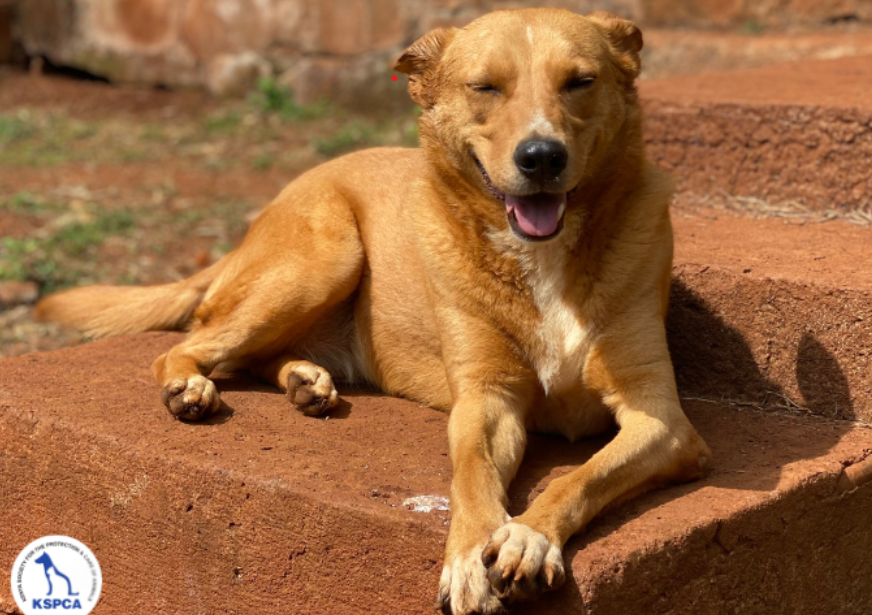 Gabby: Pet of the Week