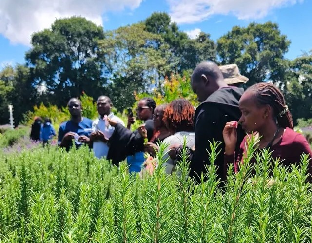 Gathoni Park Farm: A Nature Escape in Tigoni with Tea Tours, Sensory Gardens, and Family Fun