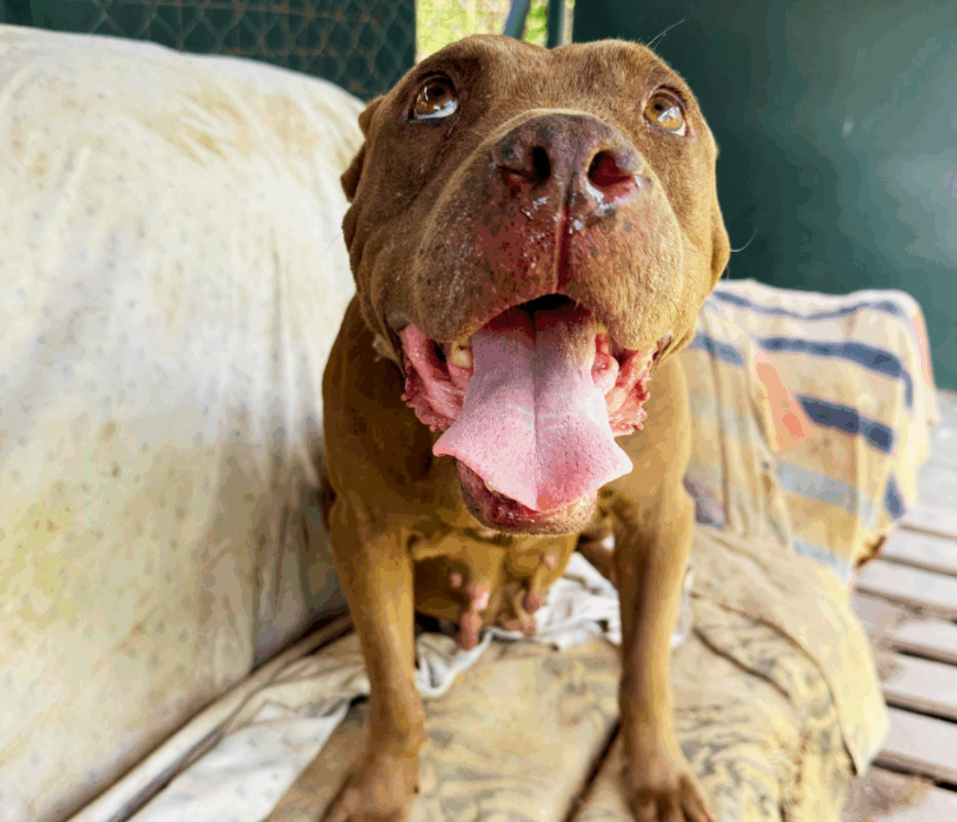 Cadbury: Pet of The Week
