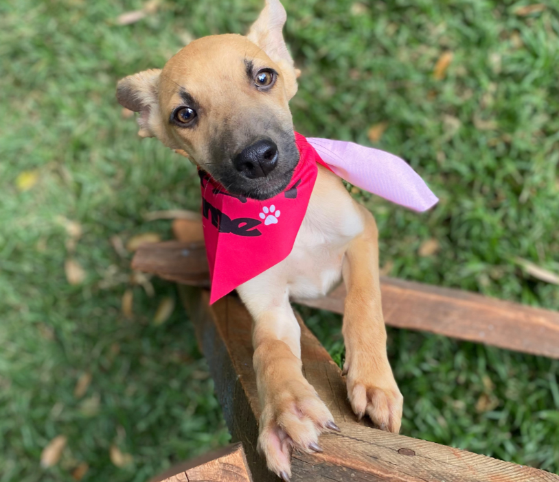 Ayden: Pet of the Week